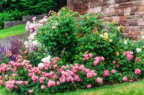 Розы в дизайне сада: оформление розария на участке